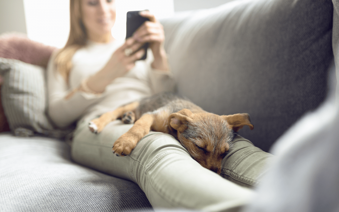 Dog-and-owner-on-phone-1080x675