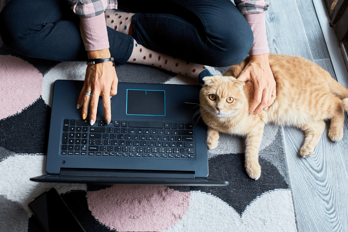 Cat owners searching for a vet clinic beyond social media